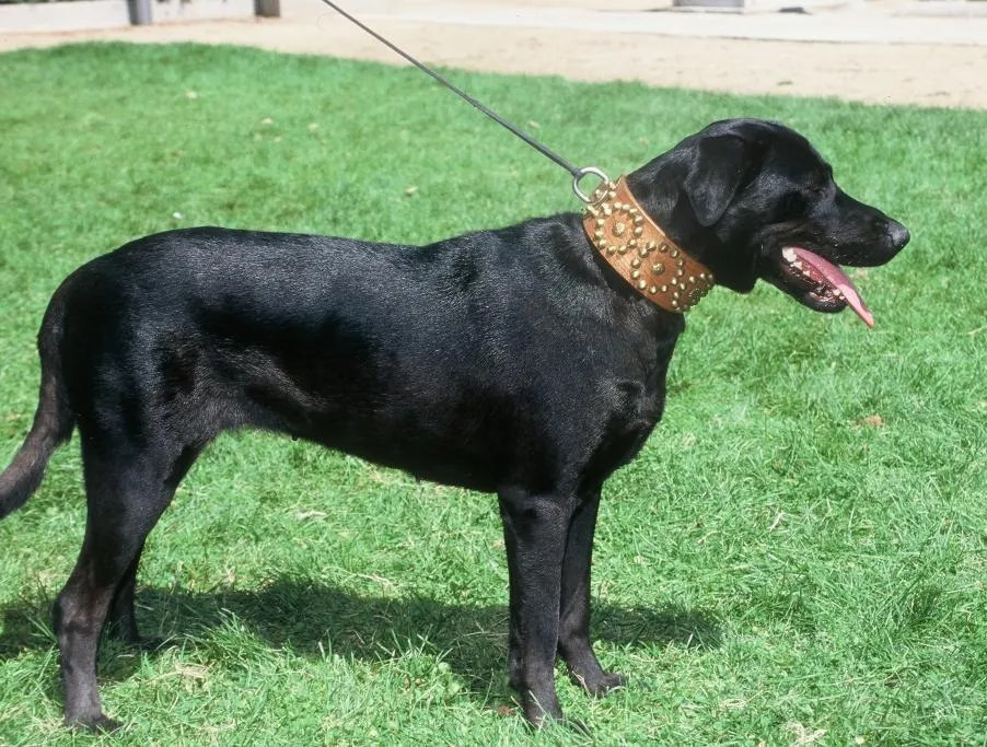 Majorca Shepherd